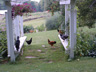 Archie and the chickens