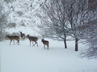 Deer in the snowy garden