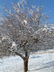 Snowy apple tree