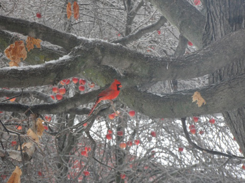 Cardinal in tree