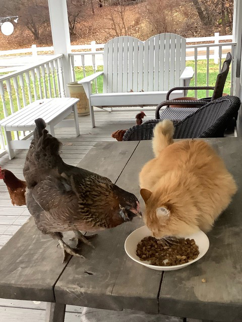 Chickens and cat eating Bunker Hill Inn