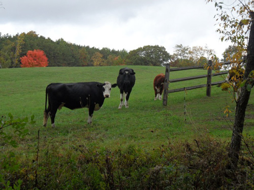 Cows in field Bunker Hill Inn